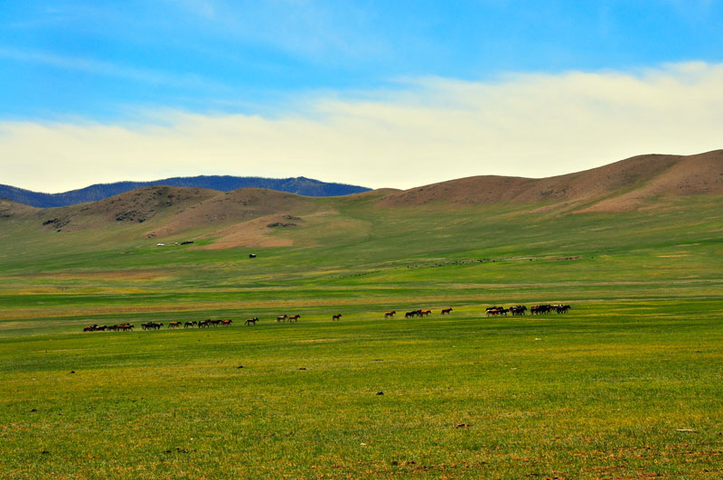 Mongolie